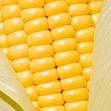 Indian Yellow Maize, Yellow Corn