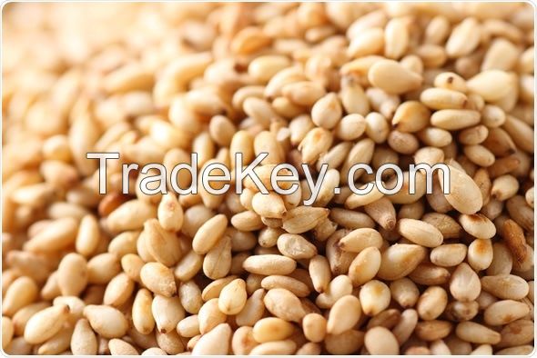 Sesame Seeds (Light Brown, Natural, 98% Cleaned, 52% Oil, 20% Protein, 2% FFA)