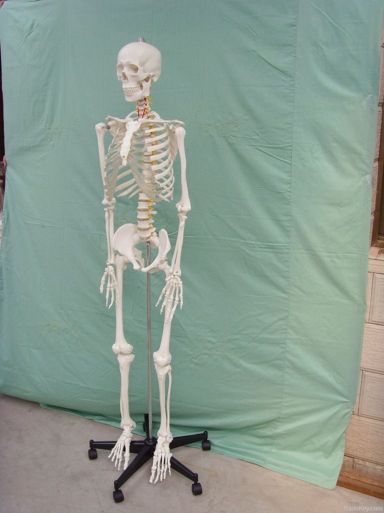SE31104 Model of Human Skeleton170(cm)