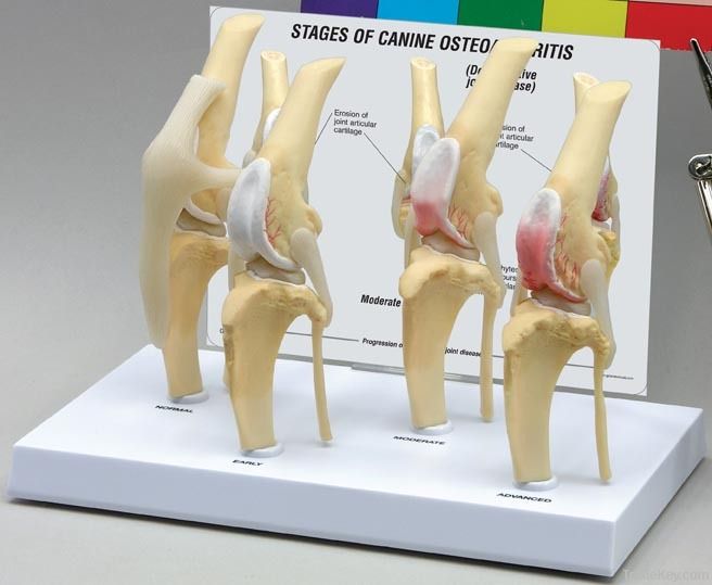 SE62149 The Stage of canine osteoarthritis model