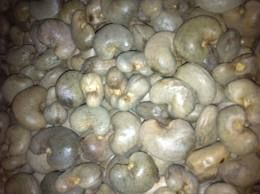 Unprocessed Cashew Nut