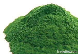 Chlorella