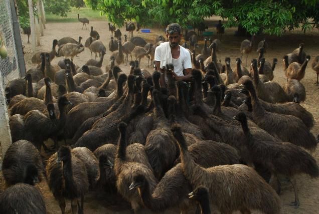 Emu oil and Meat