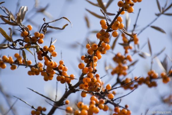 IQF Seabuckthorn Frozen Berry