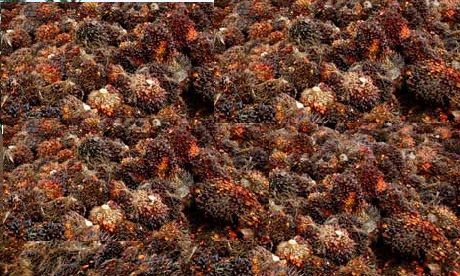 CRUDE PALM OIL