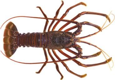Australian Rock Lobster