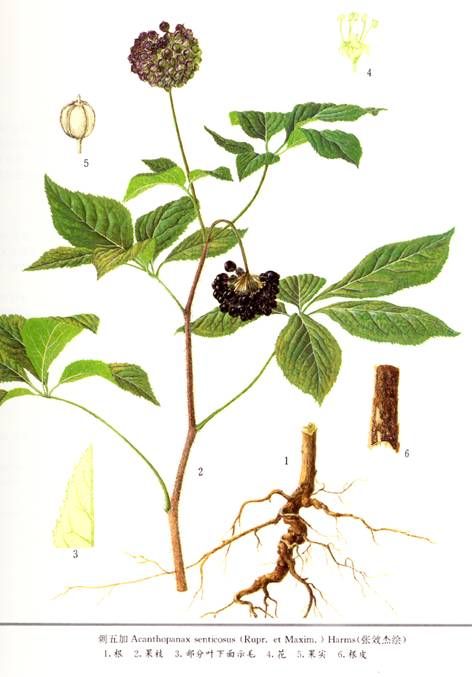 Natural GMP hot sale pharmaceutical grade siberian ginseng powder extract Organic Eleutheroside B+E supplier