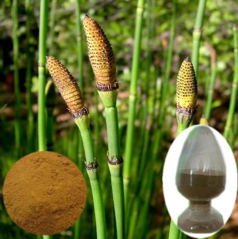 horsetail extract organic silica , 100% Natural Pure Horsetail Extract Silica acid