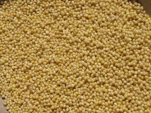 Millet seeds