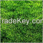 Football Grass A003