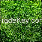 Football Grass A004