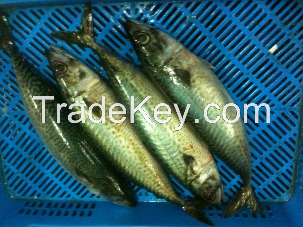 Frozen sardine pilchard,mackerel,horse mackerel,sardina aurita..