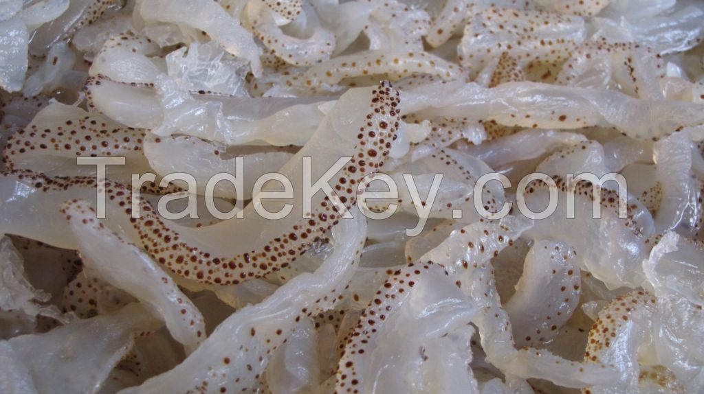 SEA CUCUMBER, FISH MAW, JELLYFISH-Cheers Food of Holiday Season