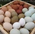 TABLE CHICKEN EGGS, HATCHING EGGS FOR SALE