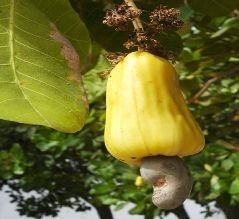 Raw Cashew nuts