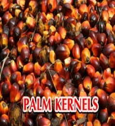 Palm Karnels