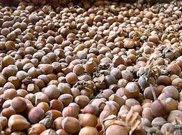 Air dried  Hazelnuts