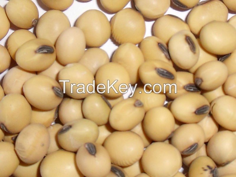 Soybeans ,Non gmo yellow soybean ,soya bean seed