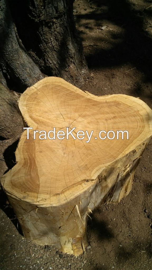 PREMIUM TEAK WOOD LOGS