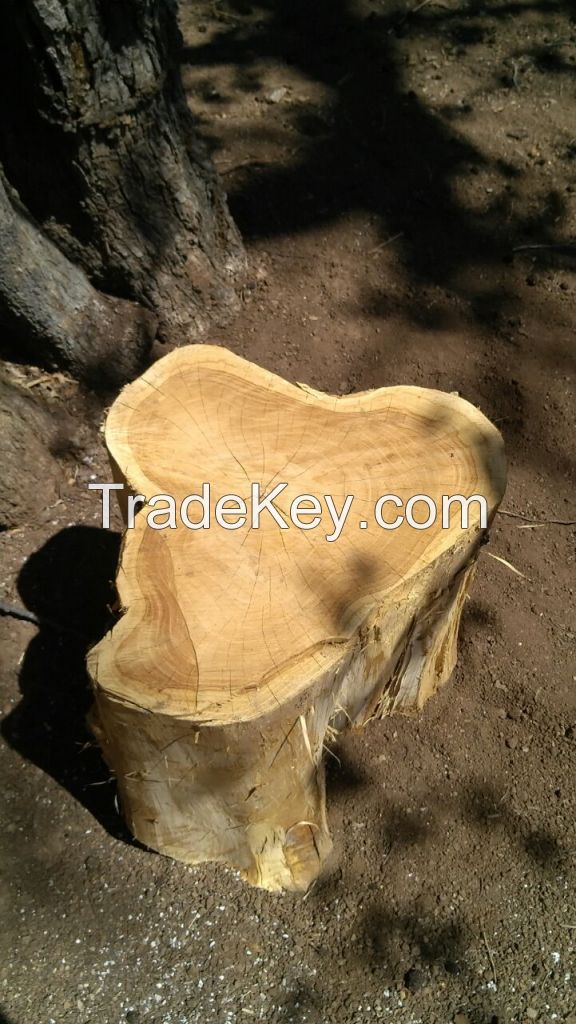 PREMIUM TEAK WOOD LOGS