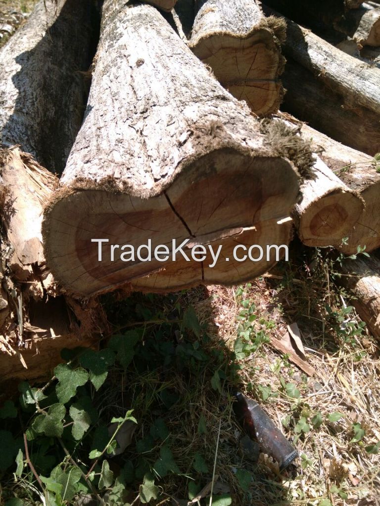 PREMIUM TEAK WOOD LOGS