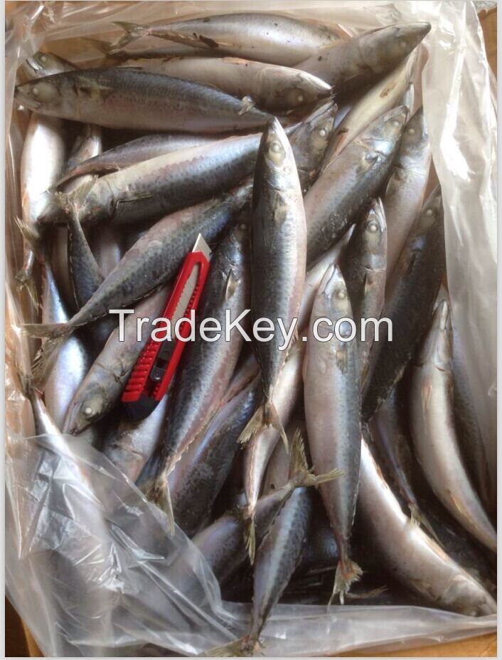 types of seafood pacific mackerel/horse mackerel/indian mackerel/spani