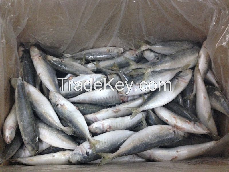 price for frozen fish W/R horse mackerel fresh seafood fish