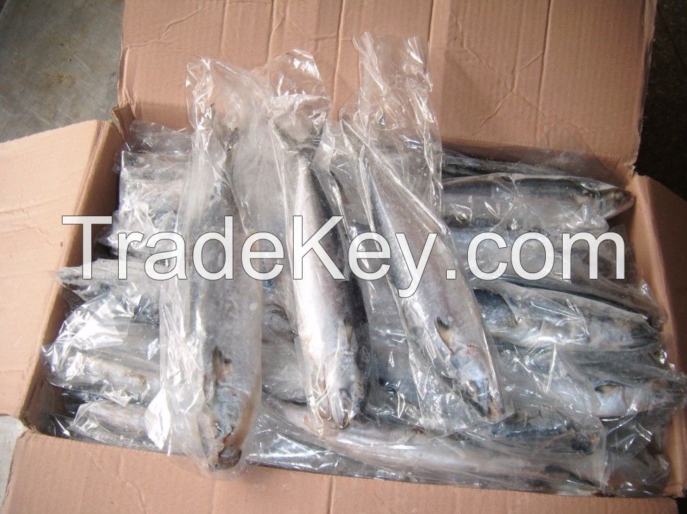 frozen spanish mackerel, whole round frozen mackerel prices