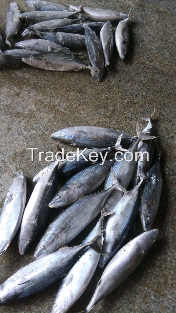 (Sarda orientalis) skipjack bonito tuna seafood wholesale