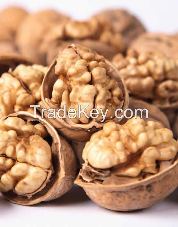 Walnut in shell, export to Vietnam. Australia with good price