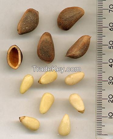 Pine Nuts in Shell