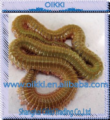 Fishing bait,Living lugworm,bibi,Tasty bait,fishing bait and tackle