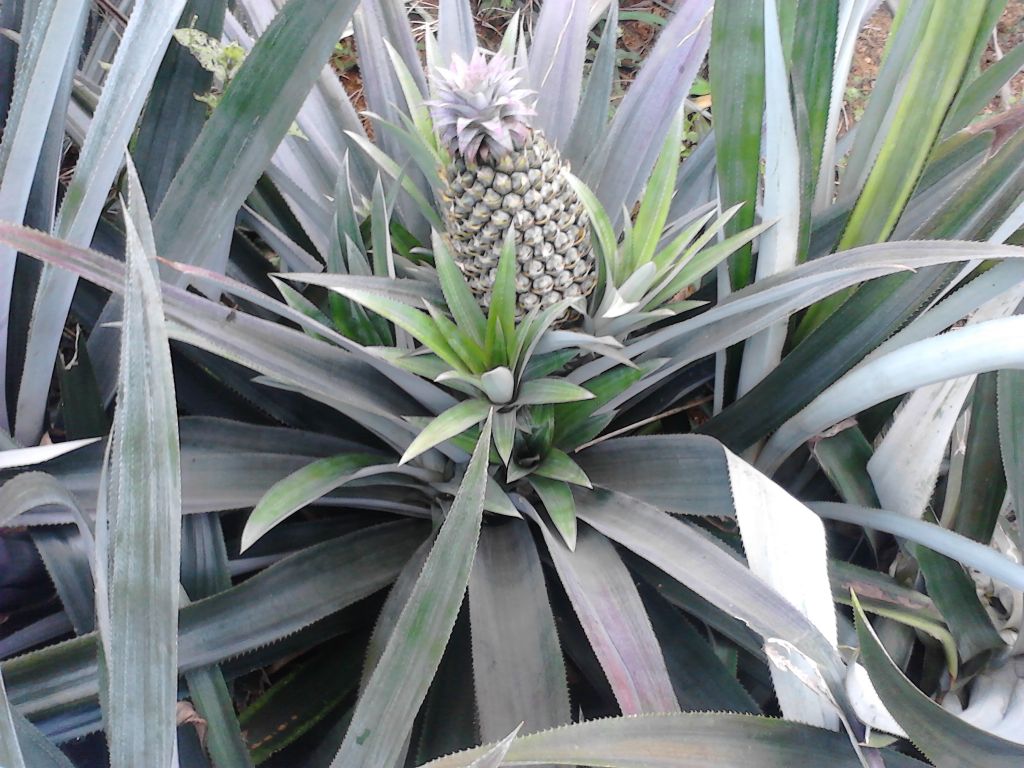 Fresh Pineapple