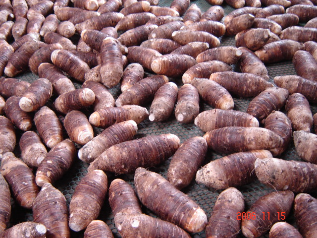 Sell Small Taro