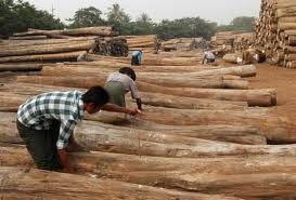 SAWN TIMBER LOGS, UNSAWN TIMBER LOGS, HARDWOOD LOGS, TALI WOOD LOGS, BUBINGA LOGS,PADOUK WOOD LOGS