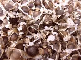 SESAME SEEDS, CHIA SEEDS, BUSH MANGO SEEDS, MORINGA SEEDS, SUNFLOWER SEEDS FOR SALE