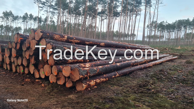 Pine Log
