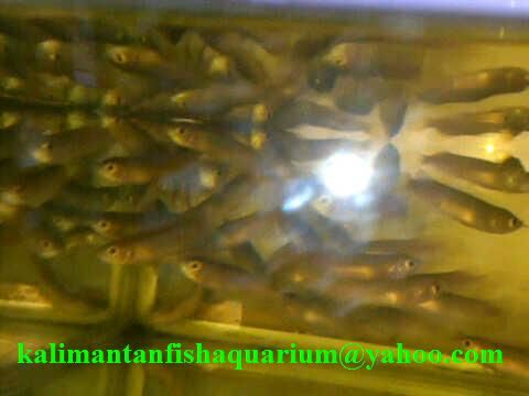 Arowana super red