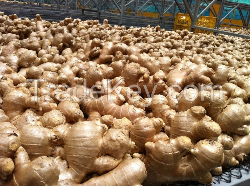 FRESH GINGERS/POTATOES/ONIONS