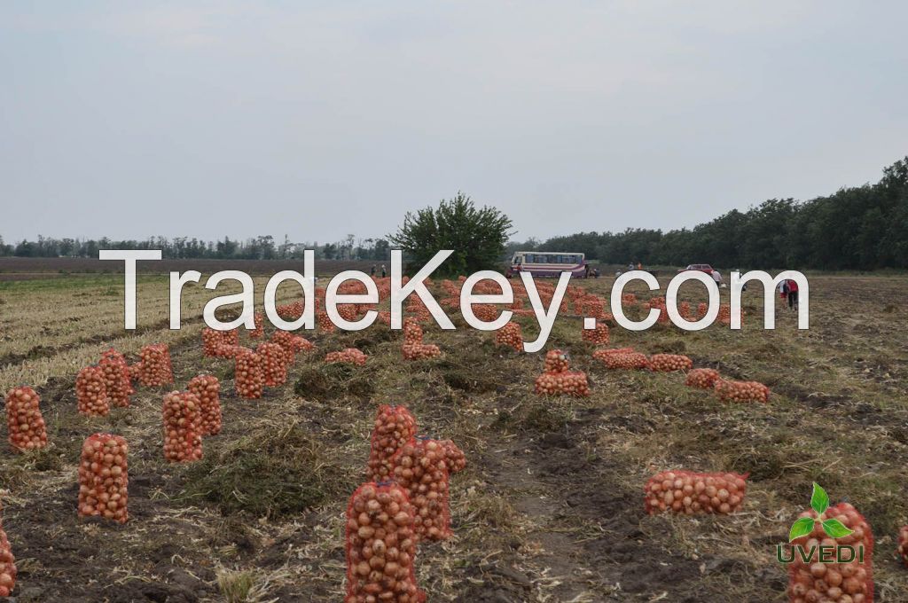 Fresh onions from Ukraine