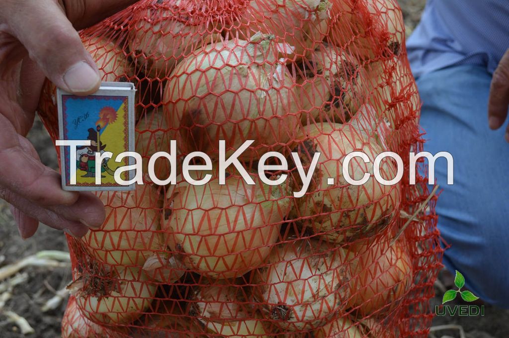 Fresh onions from Ukraine