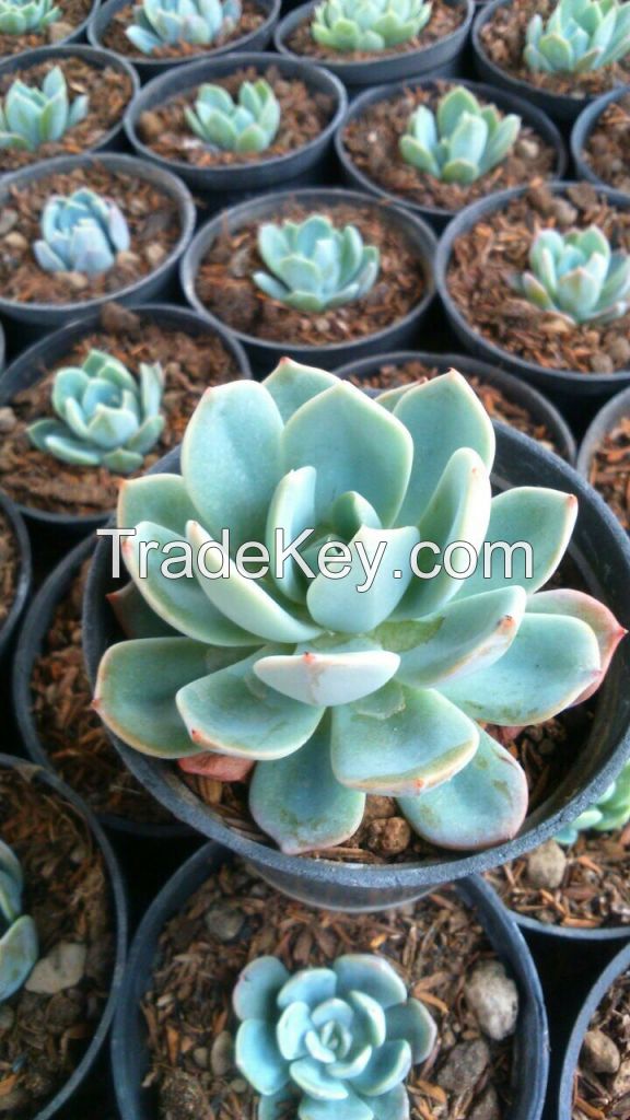 Echeveria Succulent and Cactus Indonesia