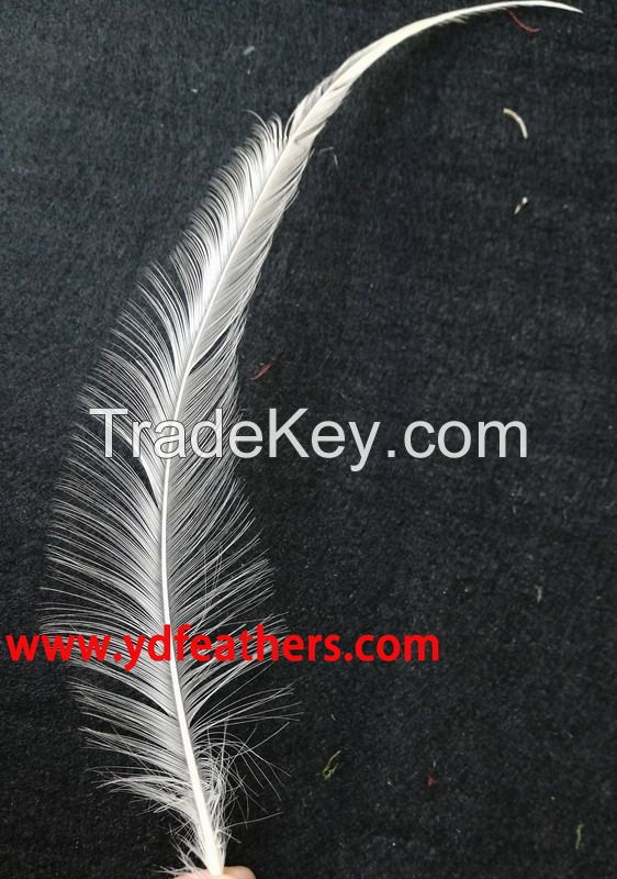 Burnt rooster/coque/cock tail feather from China