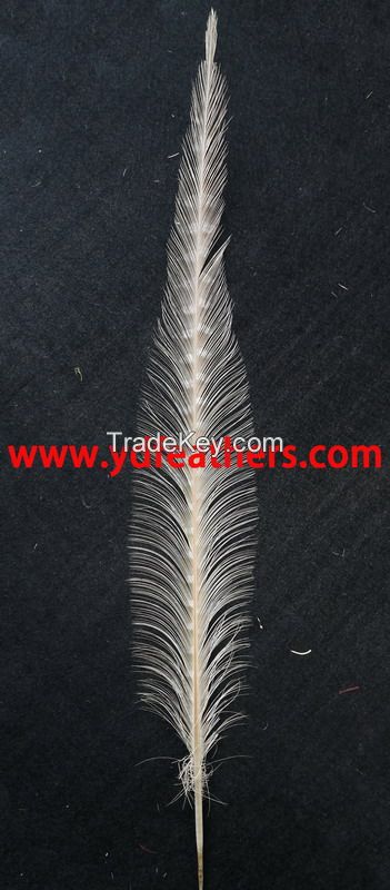 Burnt Ringneck Pheasant Tail Feather From China