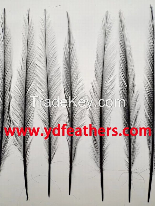 Burnt Ringneck Pheasant Tail Feather From China