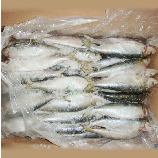 Frozen Sardines