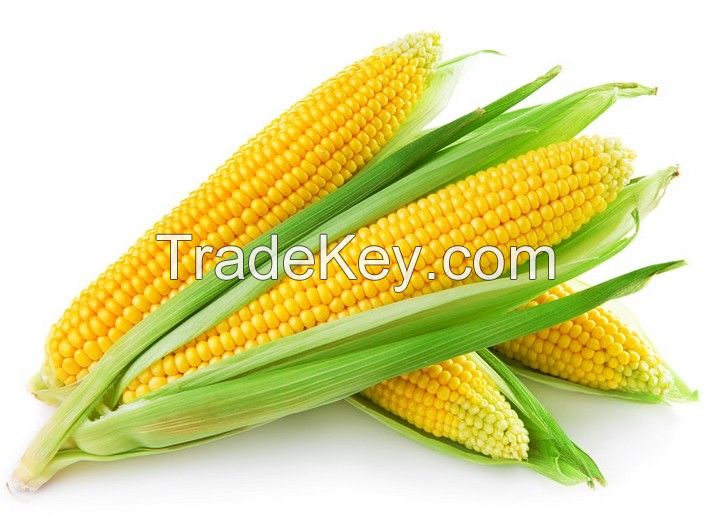 Corn