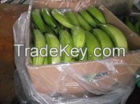 plantains bananas