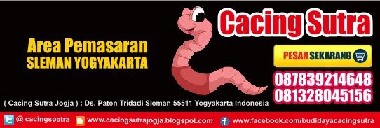 Cacing Sutra Sleman