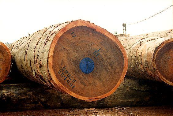 ose/Kosso, Gmelina, Adadua, Afromossia Timber logs and sawn timber